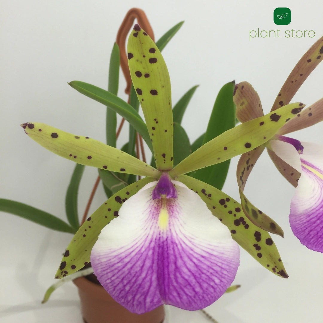 Cattleya Aclandiae x Little Star Blooming Size (RARE HARD TO FIND SPECIES) - plant store®