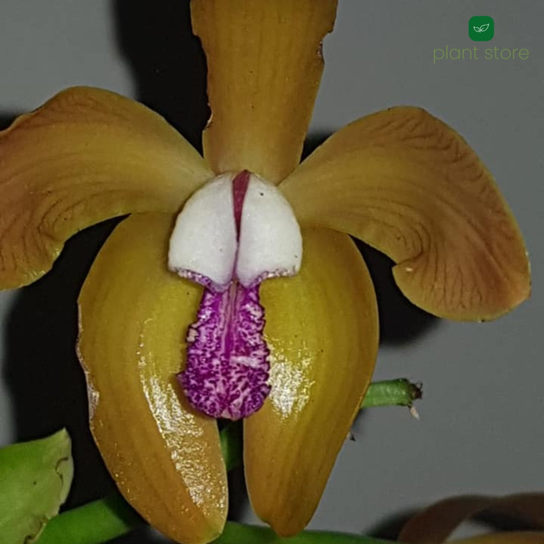 Cattleya Prophyro Glossa Blooming Size - plant store®
