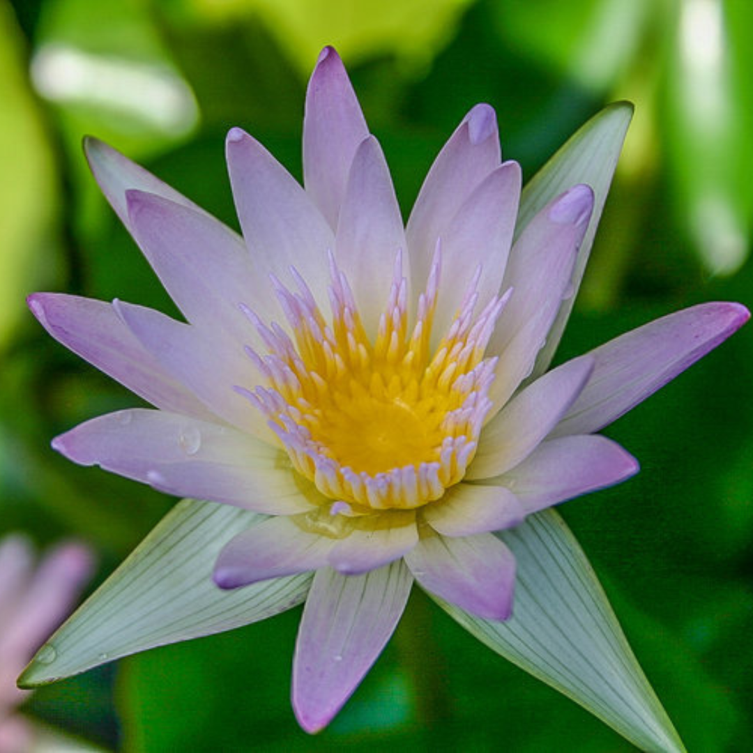 Hillary Tropical Waterlily
