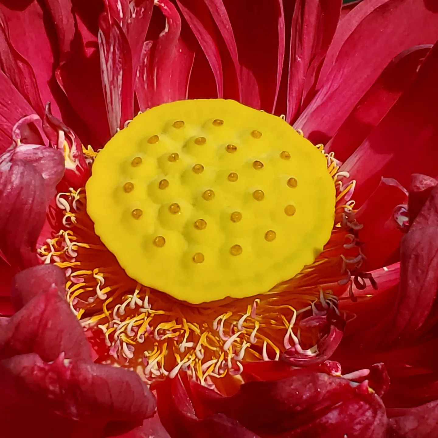 MoHong (Red Black) Lotus Tuber
