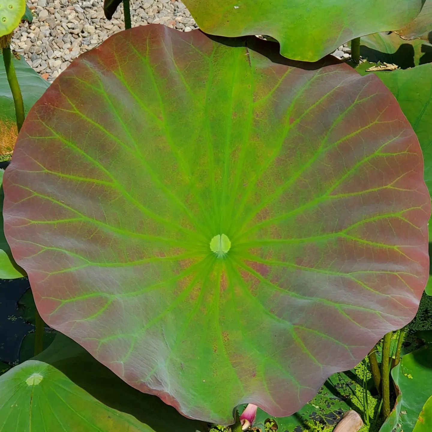 MoHong (Red Black) Lotus Tuber