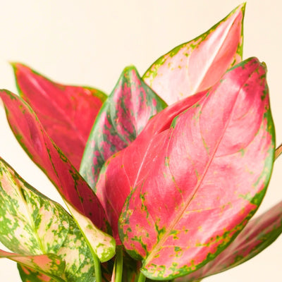 gifting-green