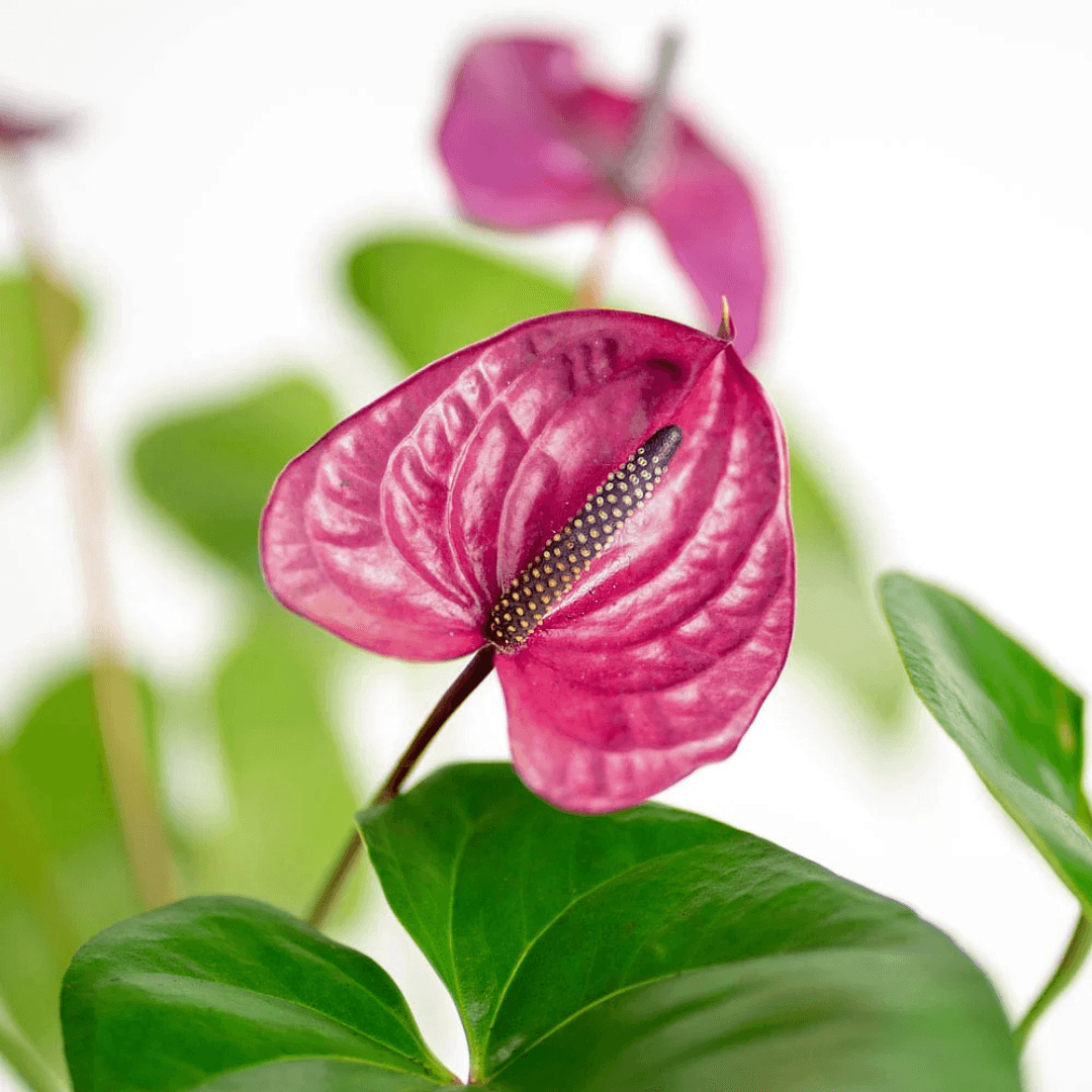 Anthurium Plants (with minimum 2 flowers) - plant store®