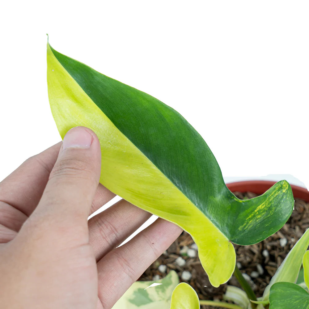 Philodendron Florida Beauty Variegated