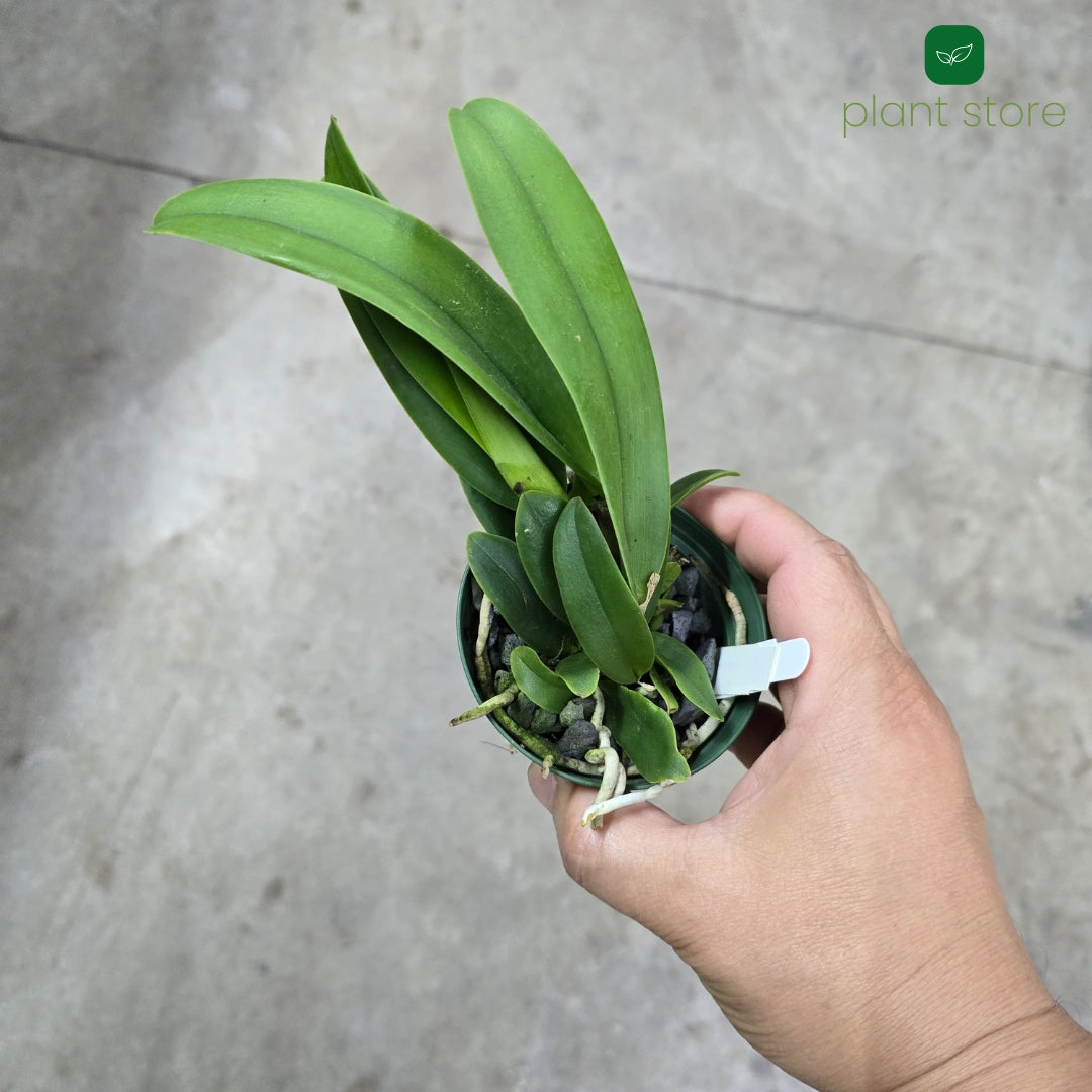 Cattleya Aclandiae x Little Star Blooming Size (RARE HARD TO FIND SPECIES) - plant store®