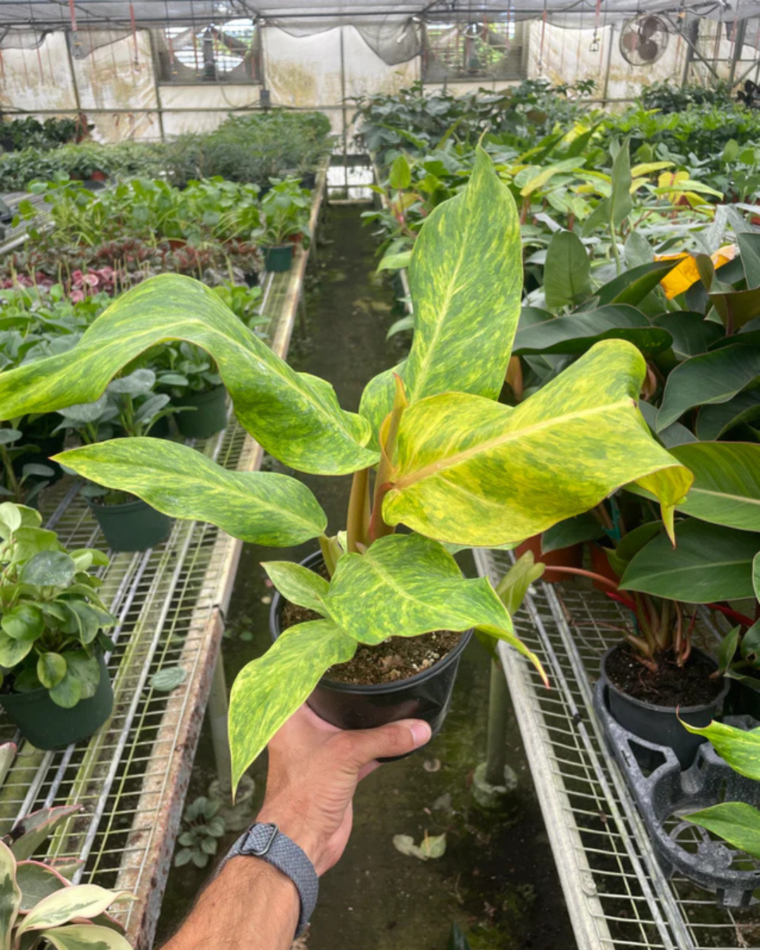 Philodendron Orange Marmalade Plant - plant store®