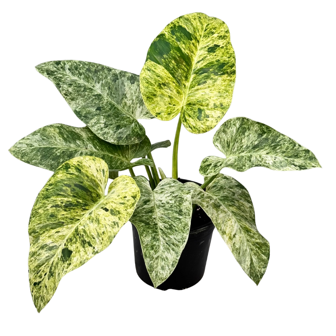 Philodendron Giganteum Blizzard