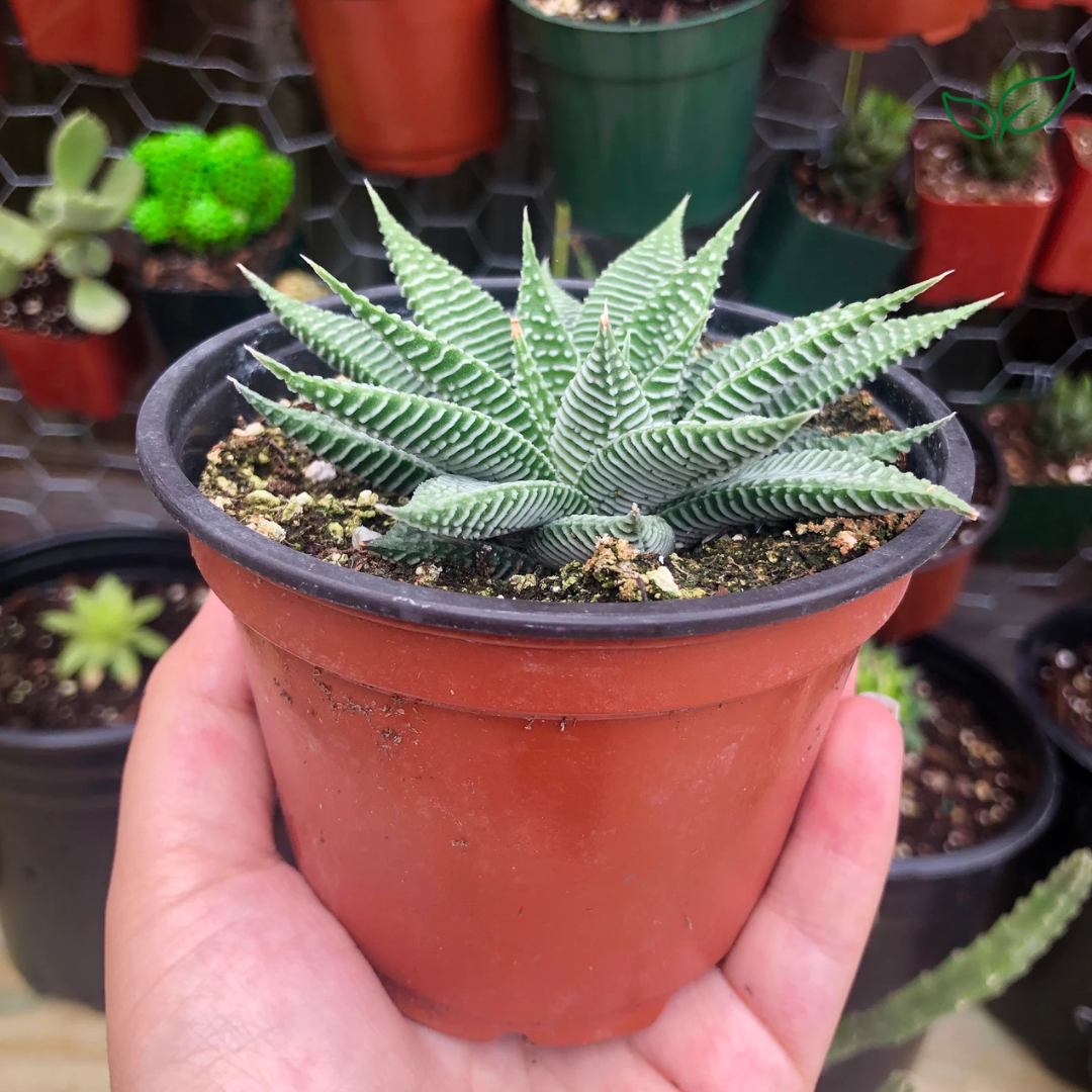 Haworthia Limifolia v. Striata (Bare Rooted) - plant store®