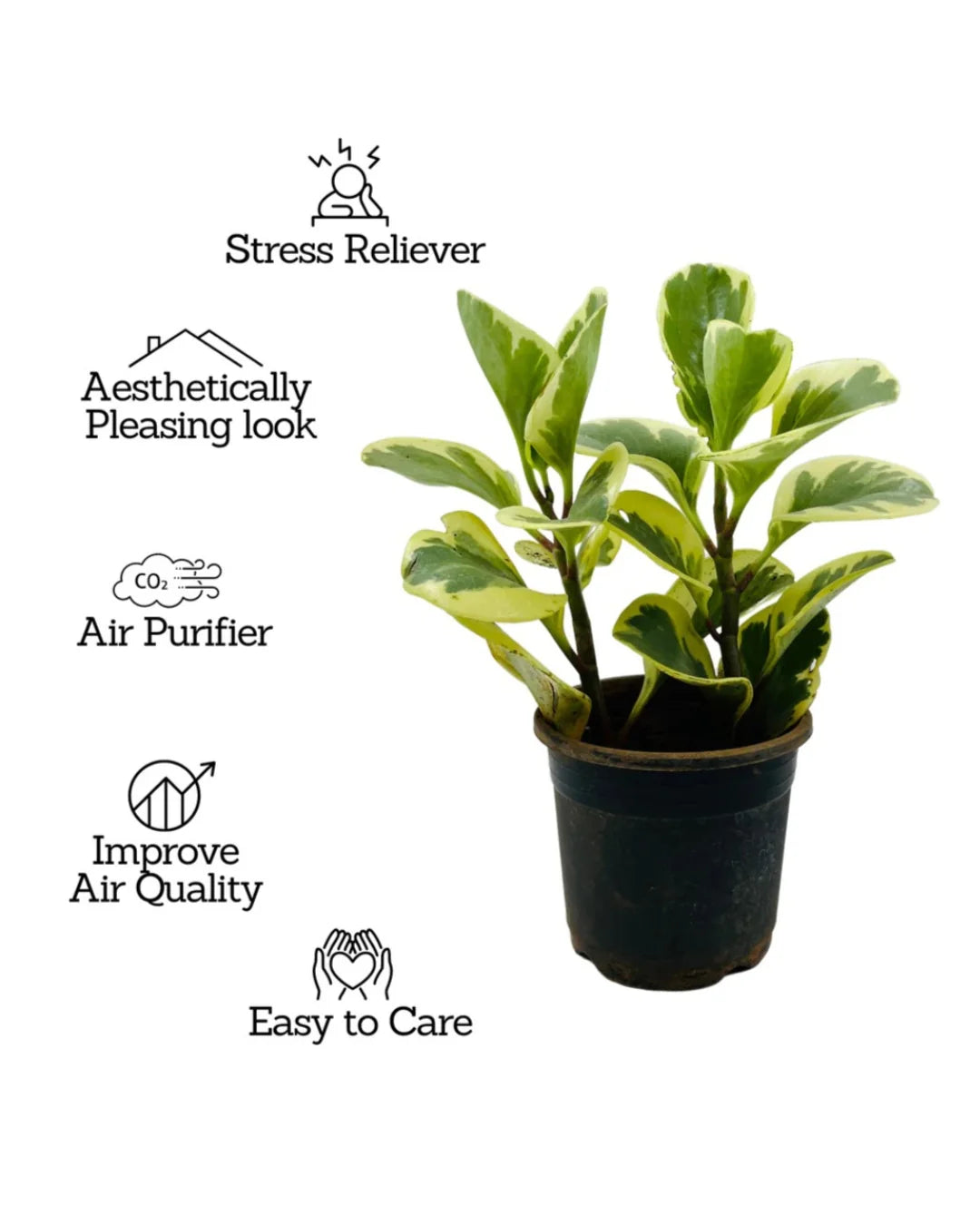 The Elegant Greenery Collection - Ixora, Peperomia, Black Money Plant & Philodendron - plant store®