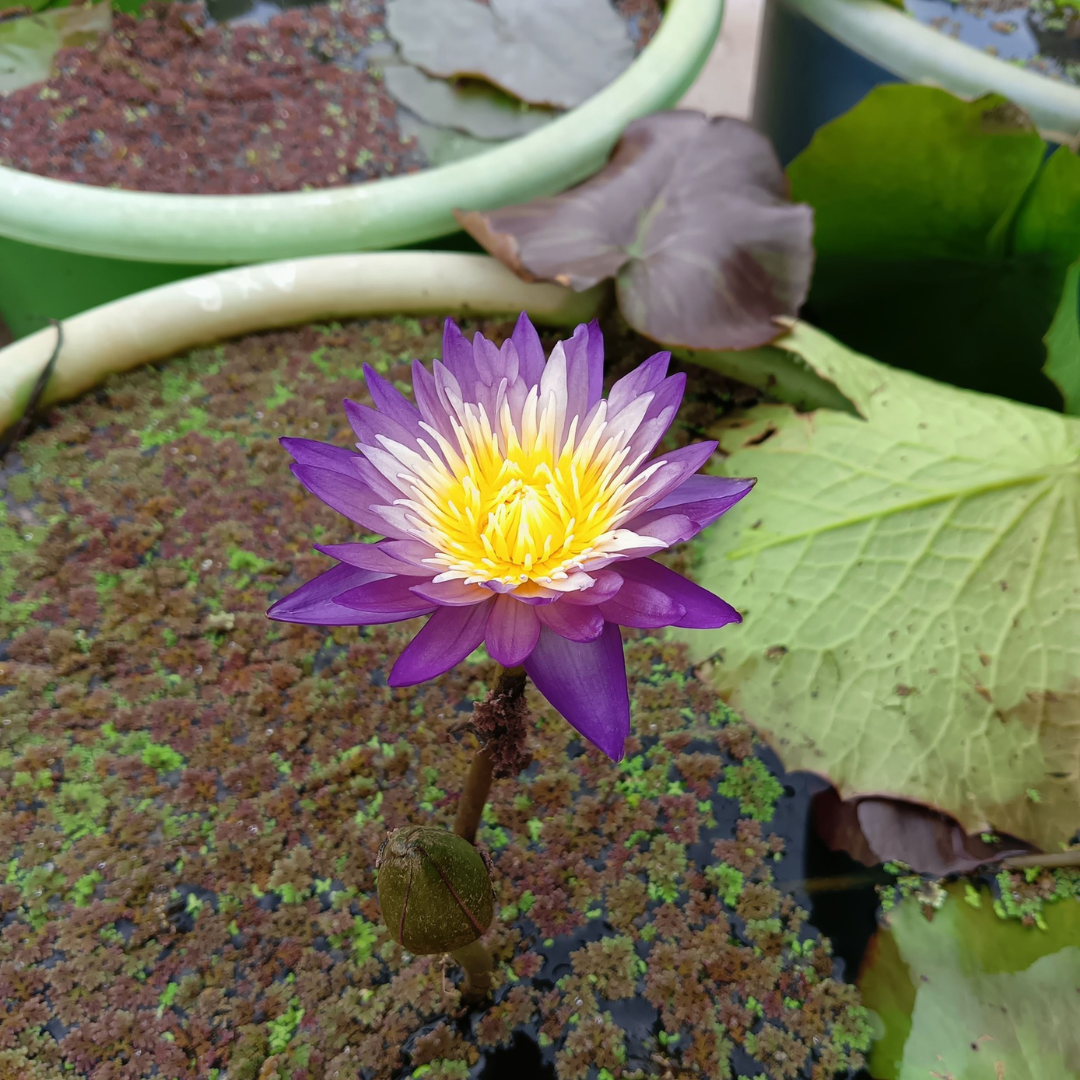 Nimitmai Tropical Waterlily