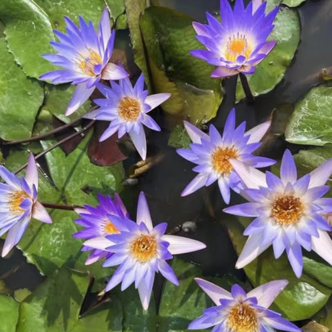 Micrantha Tropical Waterlily