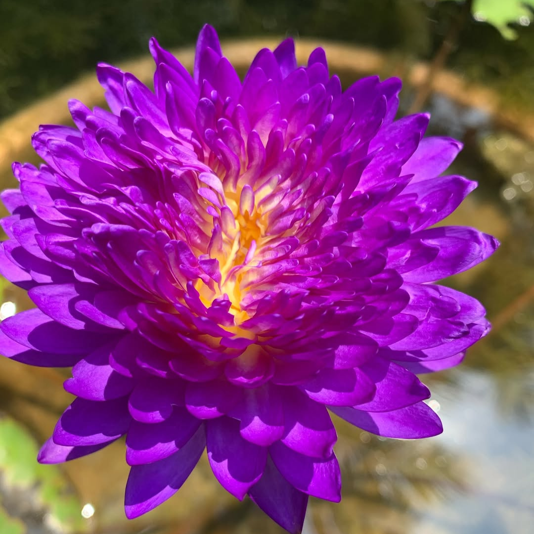 Anchan 1 Tropical Waterlily