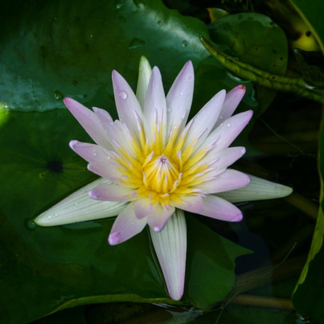 Hillary Tropical Waterlily