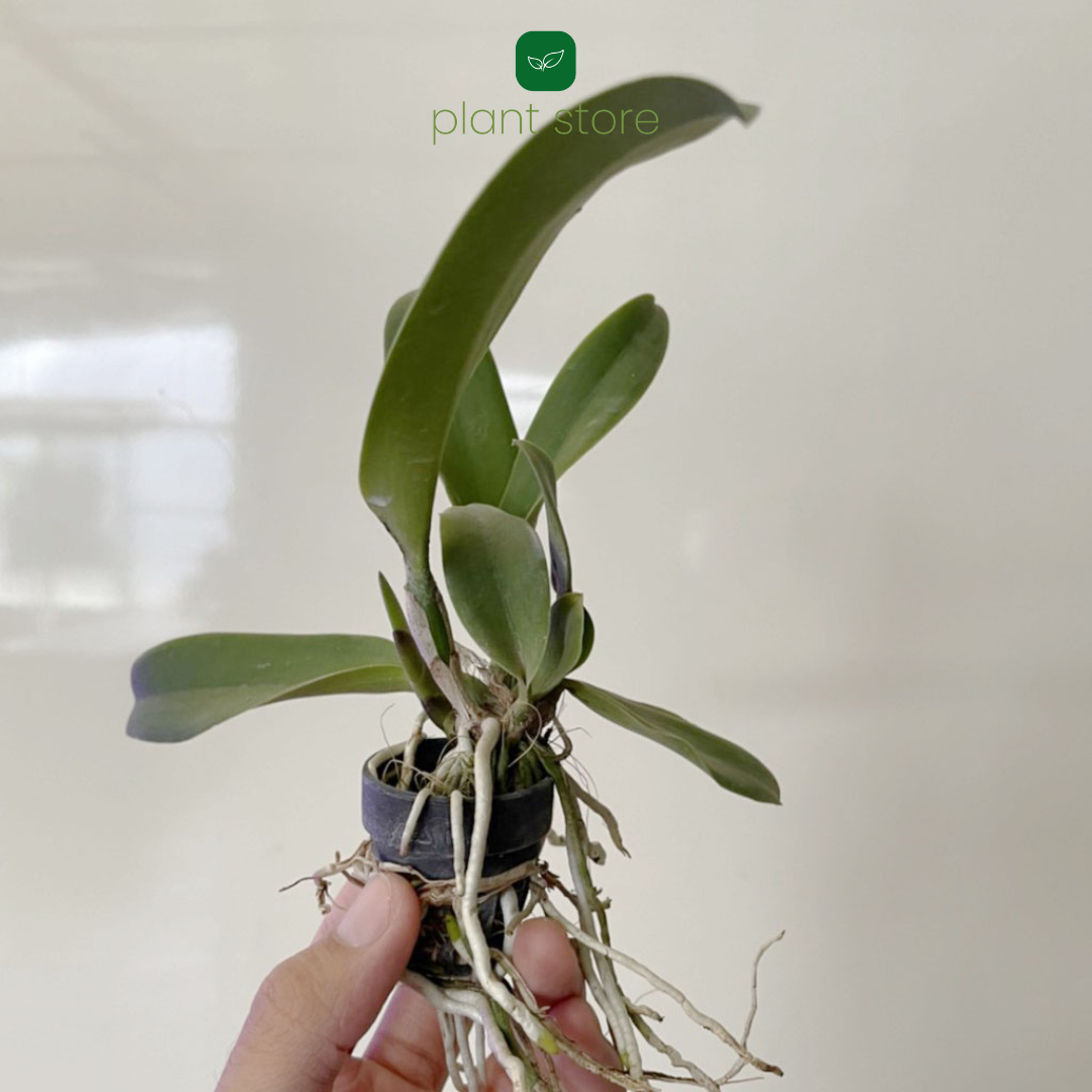 Cattleya Thi Thi Chanshai Gold (Seedling Size) - plant store®