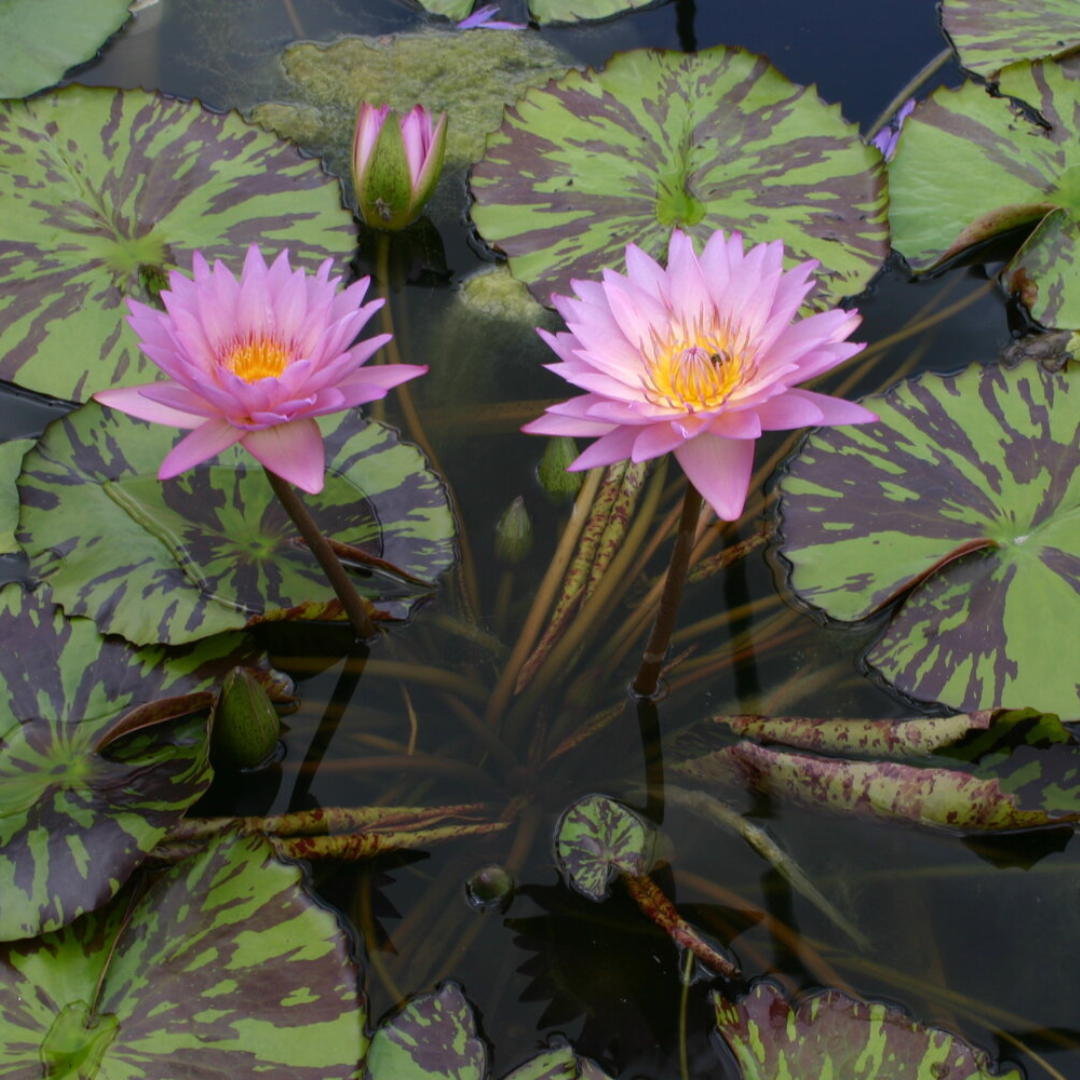Coral Sky Tropical Waterlily