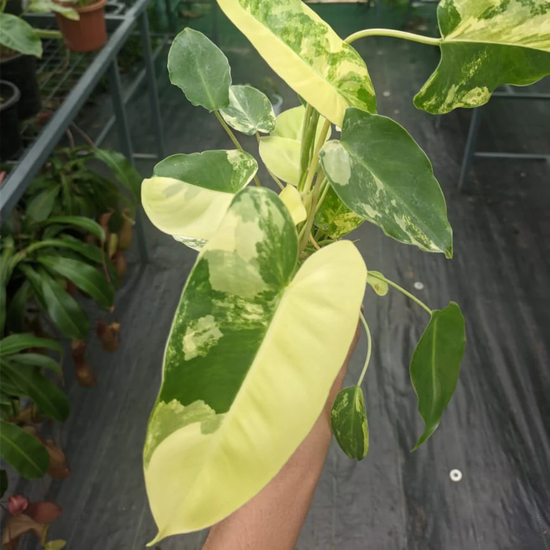 Philodendron Variegated Burle Marx