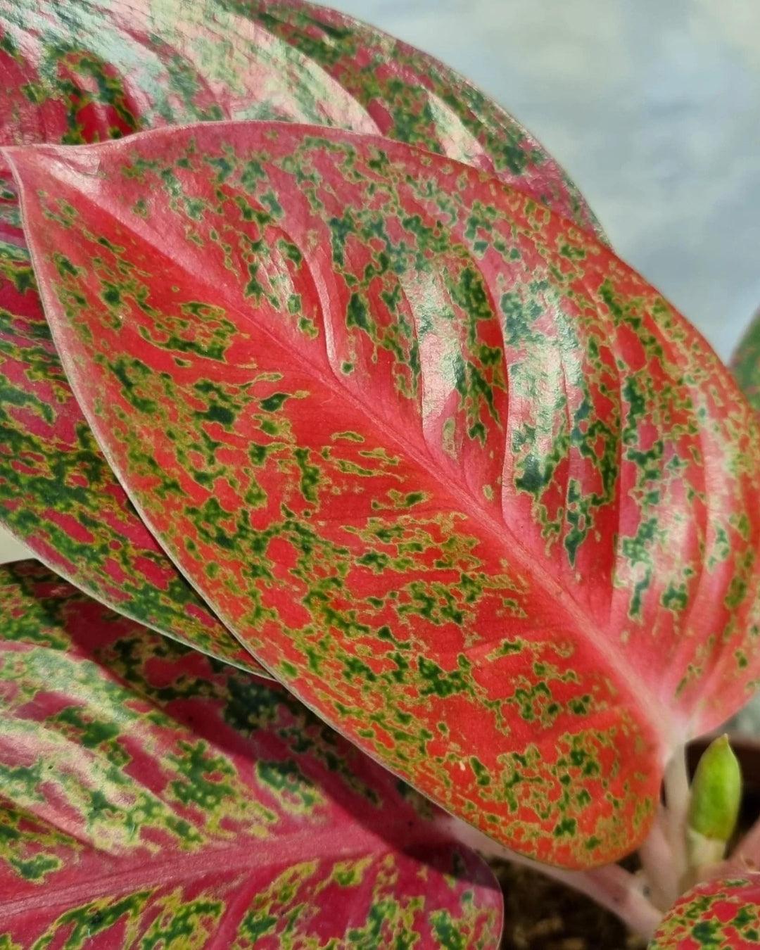 Aglaonema Red Stardust Rare Imported Variety Natural Live Plant - plant store®