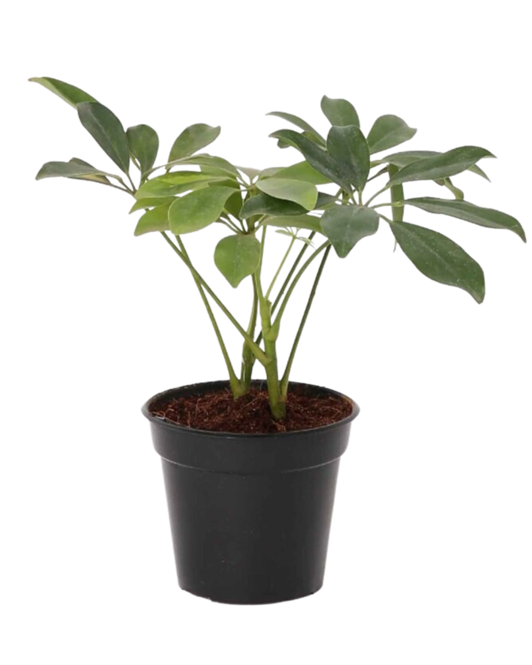 Schefflera Green Plant with Pot - plant store®