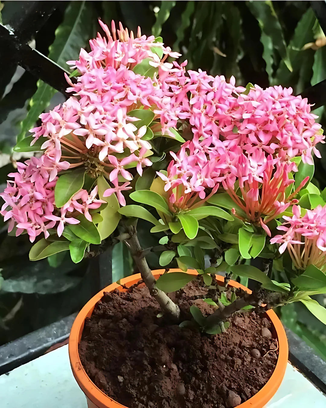 The Elegant Greenery Collection - Ixora, Peperomia, Black Money Plant & Philodendron - plant store®