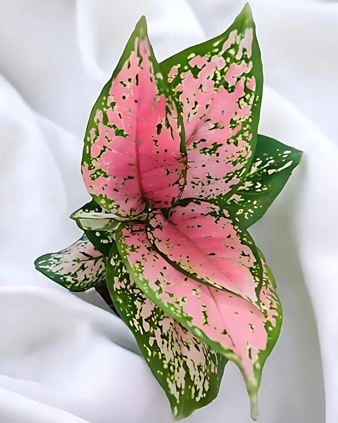Aglaonema