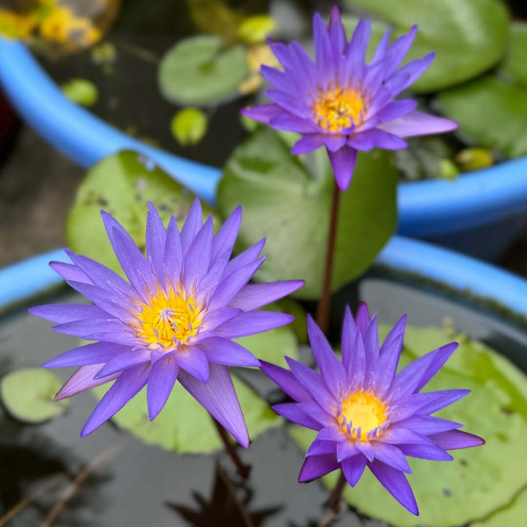 Ultra Violet Tropical Waterlily