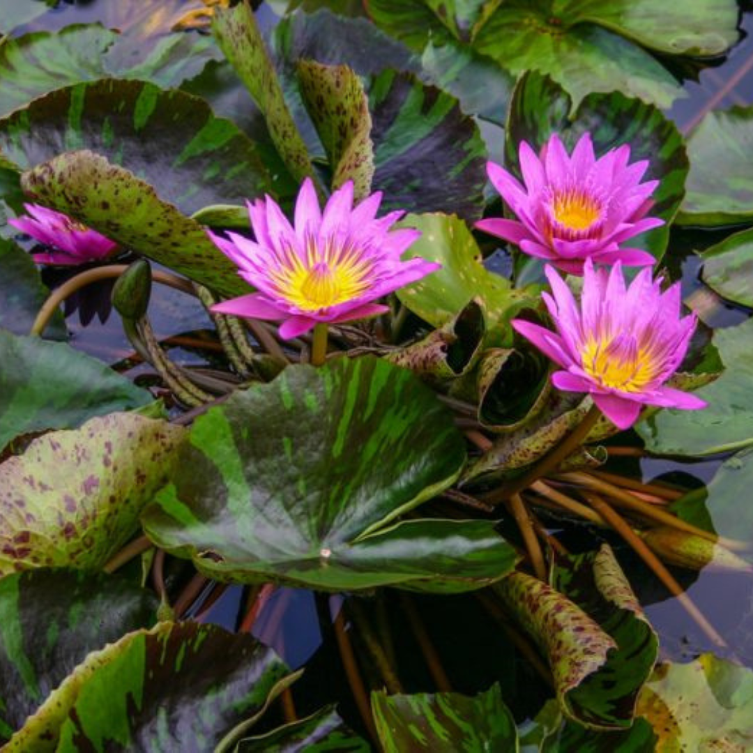 Queen of Siam Tropical Waterlily