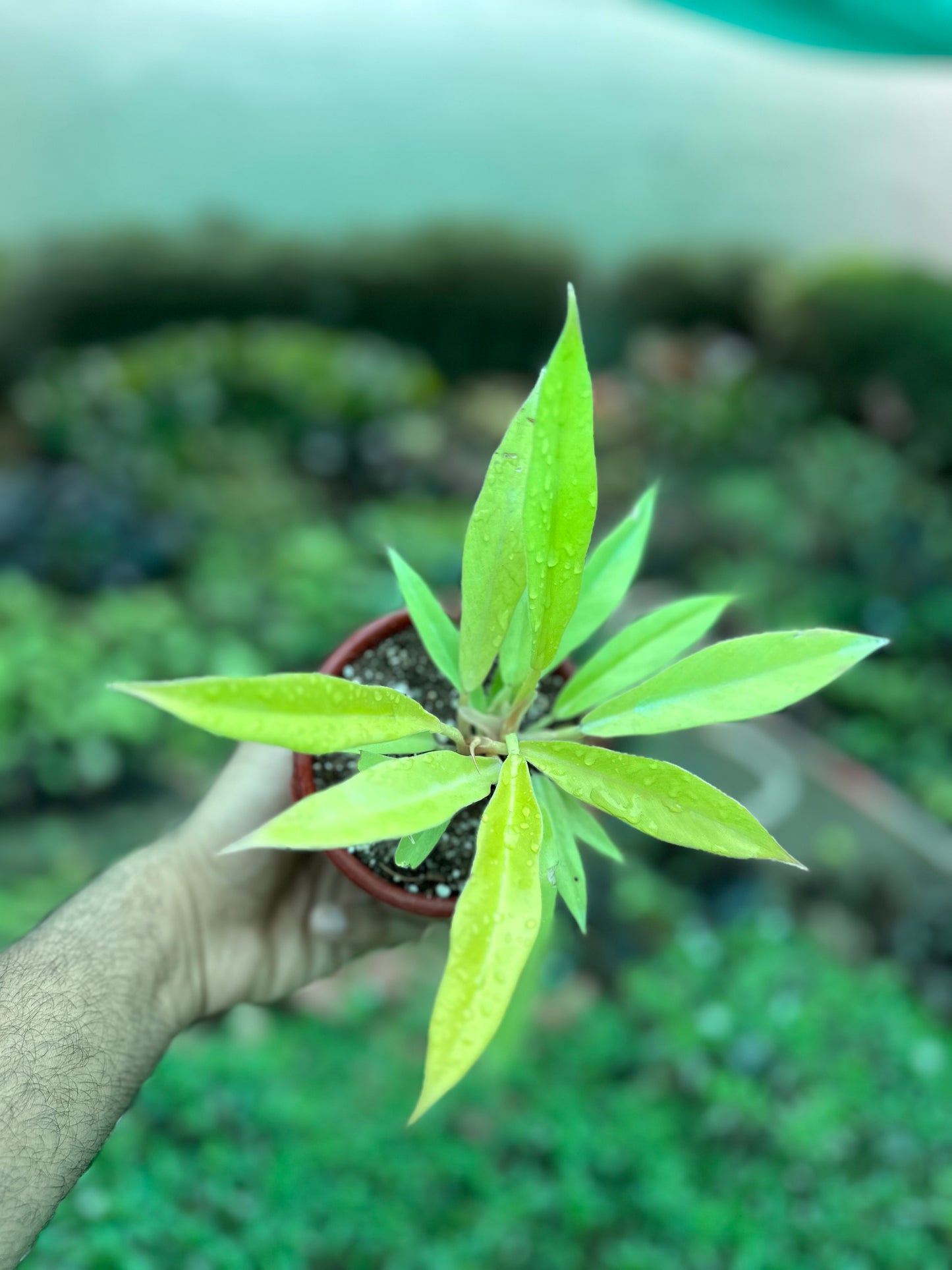 Philodendron Ring of Fire Golden - plant store®
