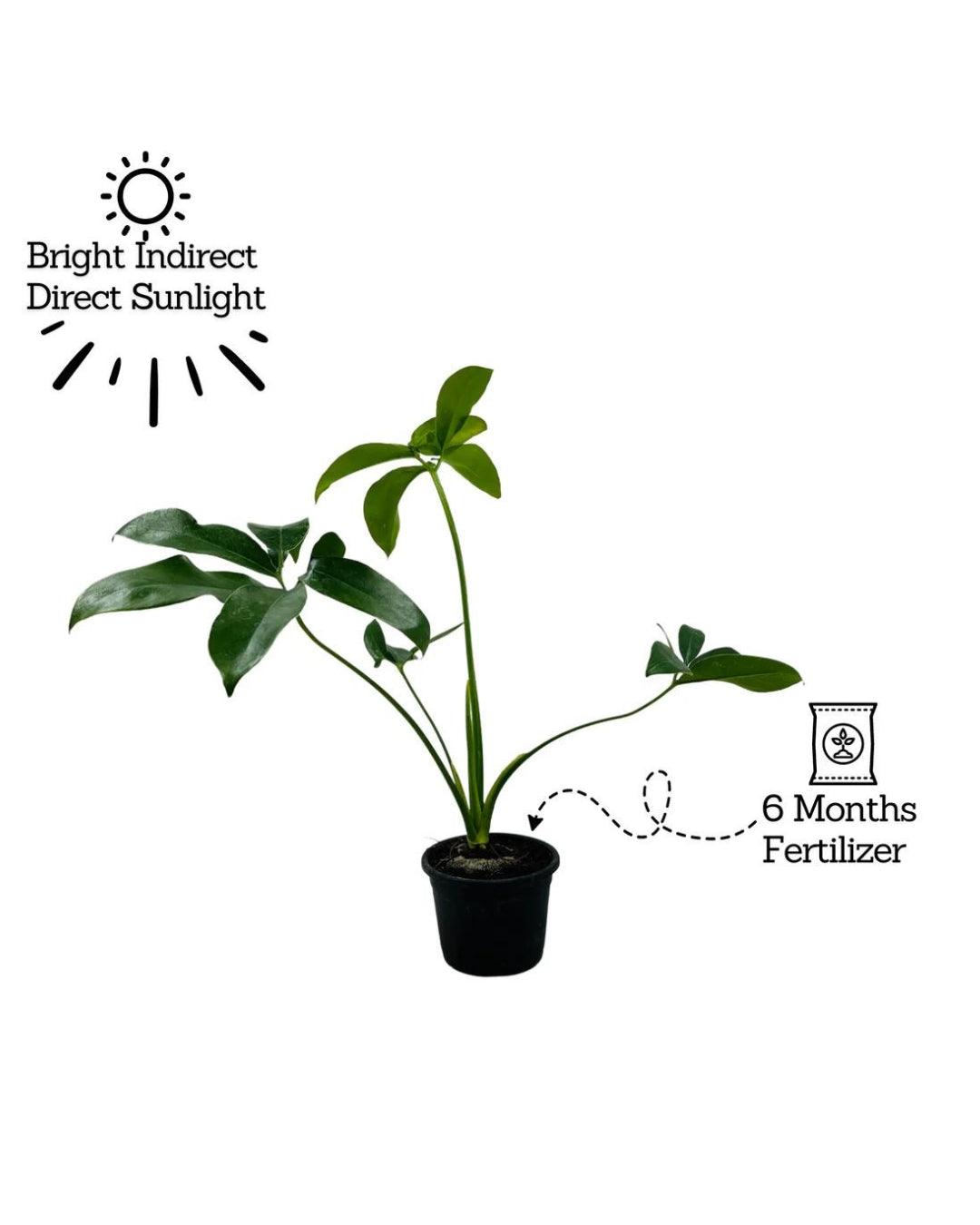 Philodendron Goeldii - plant store®