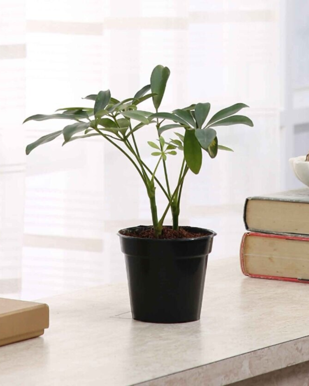 Schefflera Green Plant with Pot - plant store®