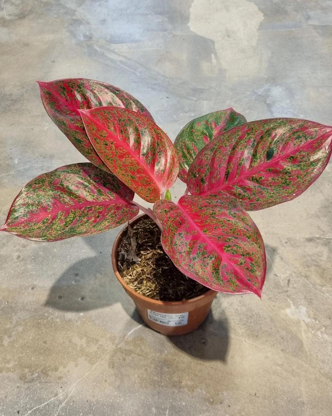Aglaonema Red Stardust Rare Imported Variety Natural Live Plant - plant store®