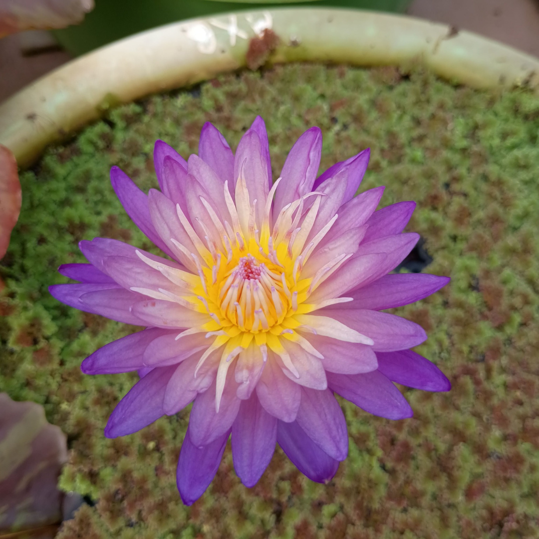 Nimitmai Tropical Waterlily
