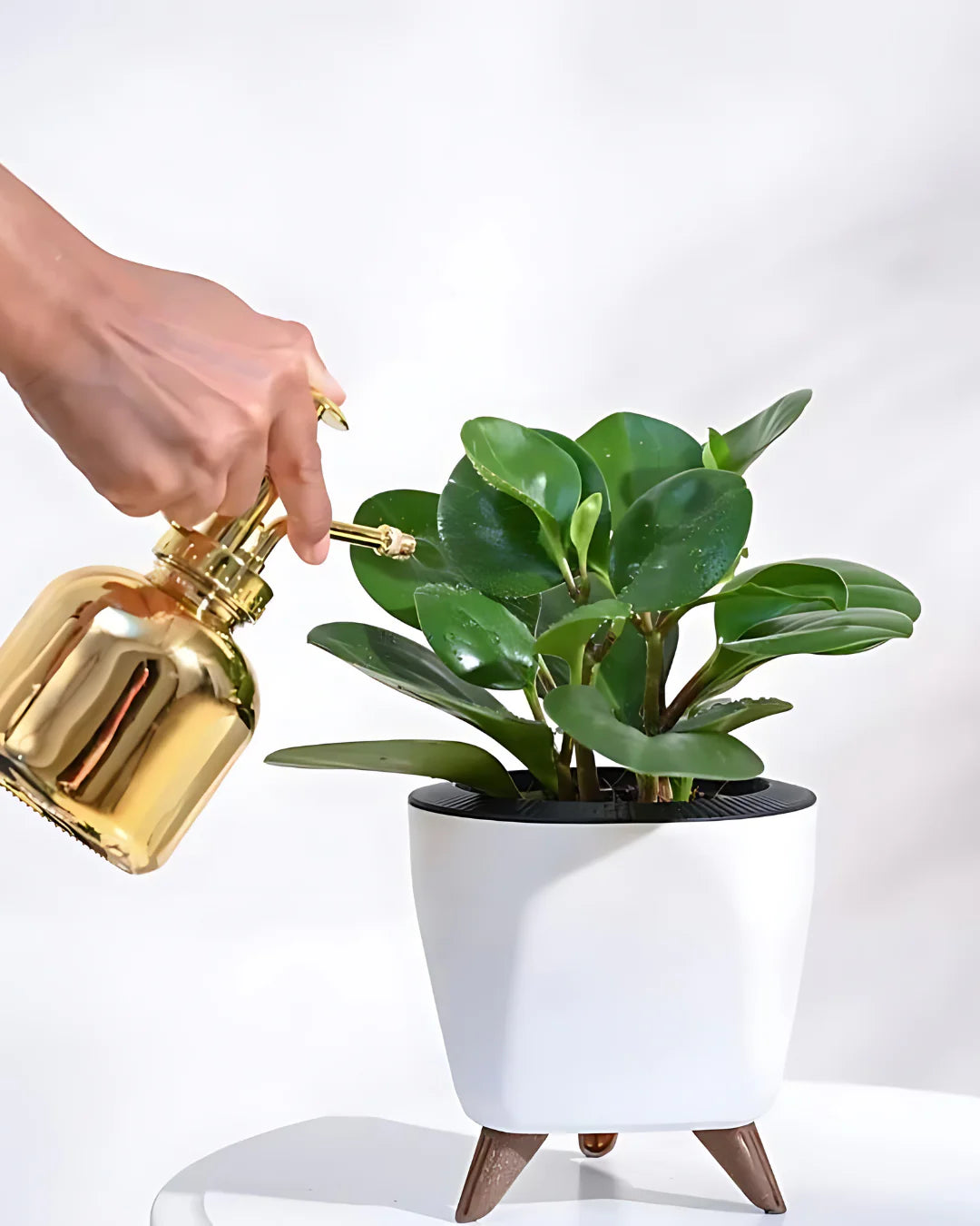 The Elegant Greenery Collection - Ixora, Peperomia, Black Money Plant & Philodendron - plant store®
