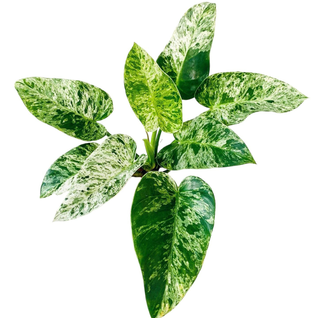 Philodendron Giganteum Blizzard