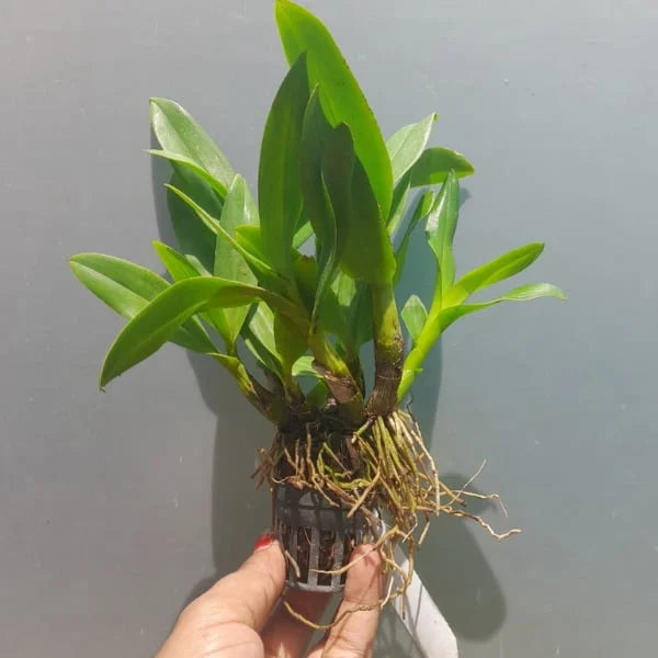 Orchid - Dendrobium Thongchai Gold (Blooming Size) - plant store®