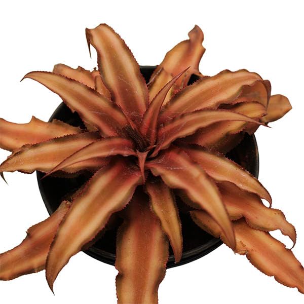 Cryptanthus Choco Starlite - plant store®