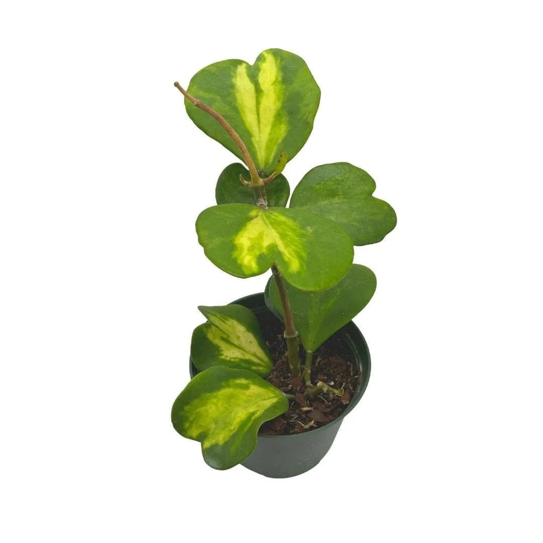 Hoya Kerrii, Inner Variegation, Big and Full of Heart Shaped Leaves (Plant it Yourself) Bare Rooted - plant store®