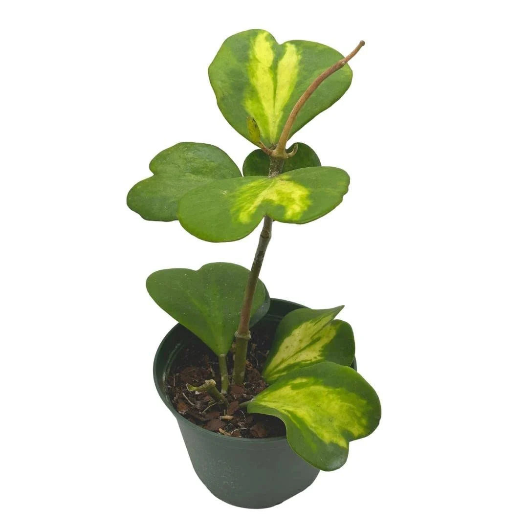 Hoya Kerrii, Inner Variegation, Big and Full of Heart Shaped Leaves (Plant it Yourself) Bare Rooted - plant store®