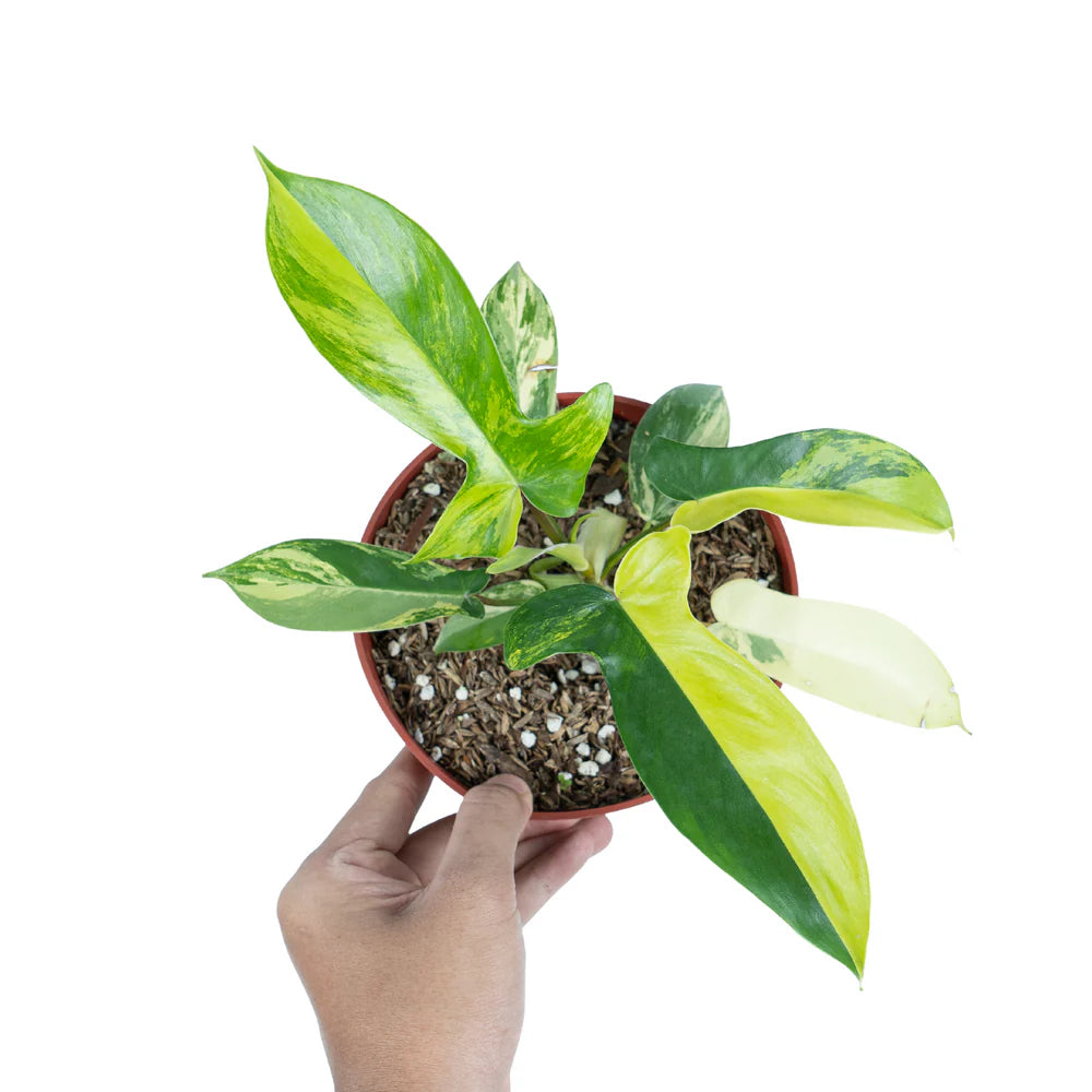 Philodendron Florida Beauty Variegated