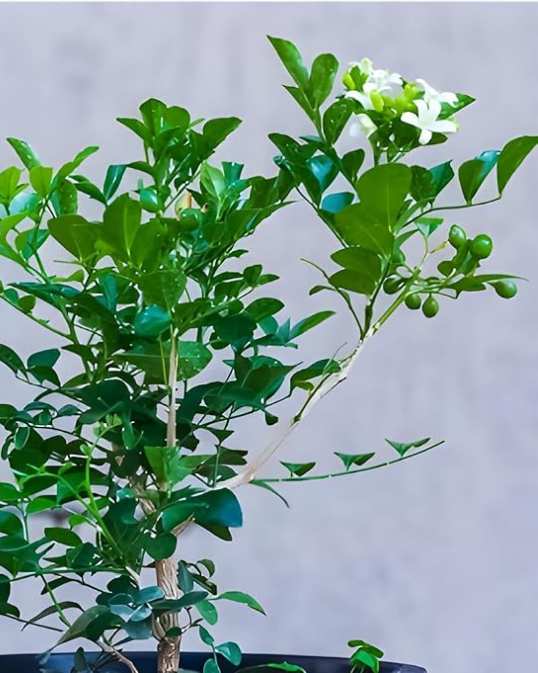 Madhu kamini Muraya (Satin Wood) - Scented Flowering Plant - plant store®