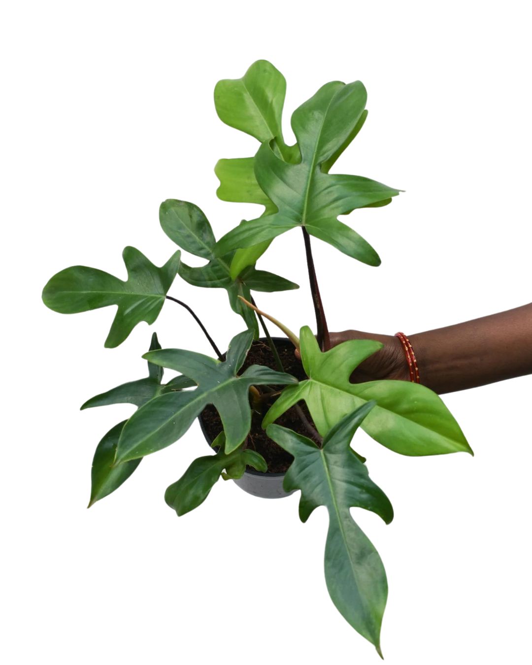 Philodendron Florida Ghost - plant store®