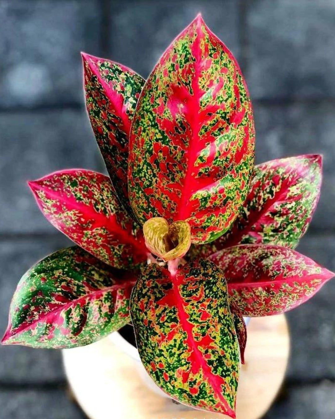 Aglaonema Red Stardust Rare Imported Variety Natural Live Plant - plant store®