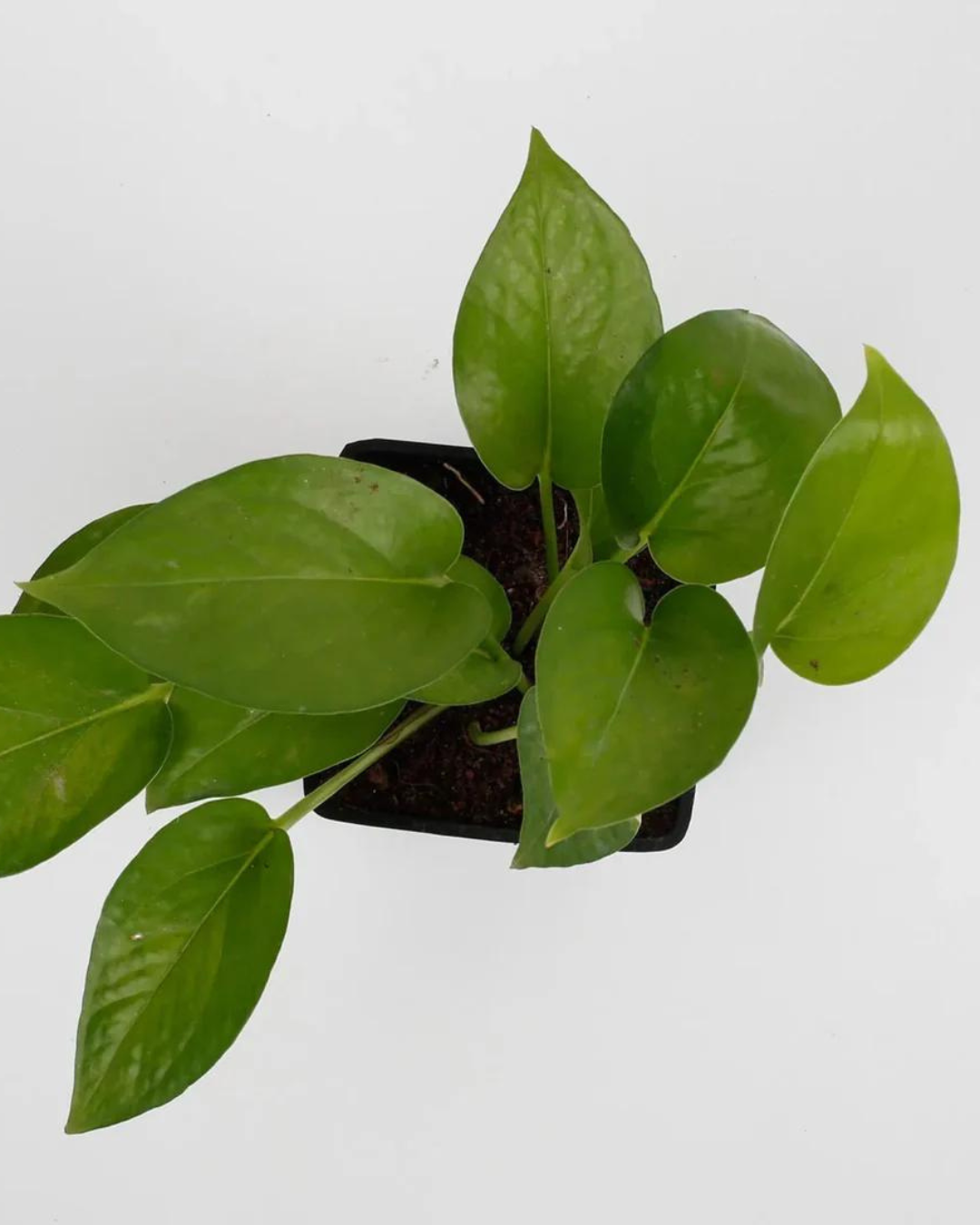Harmony Bundle of 5 Money Plants with Pots (N'joy, Marble, Green, Green Variegated, Neon - set of 5) - plant store®