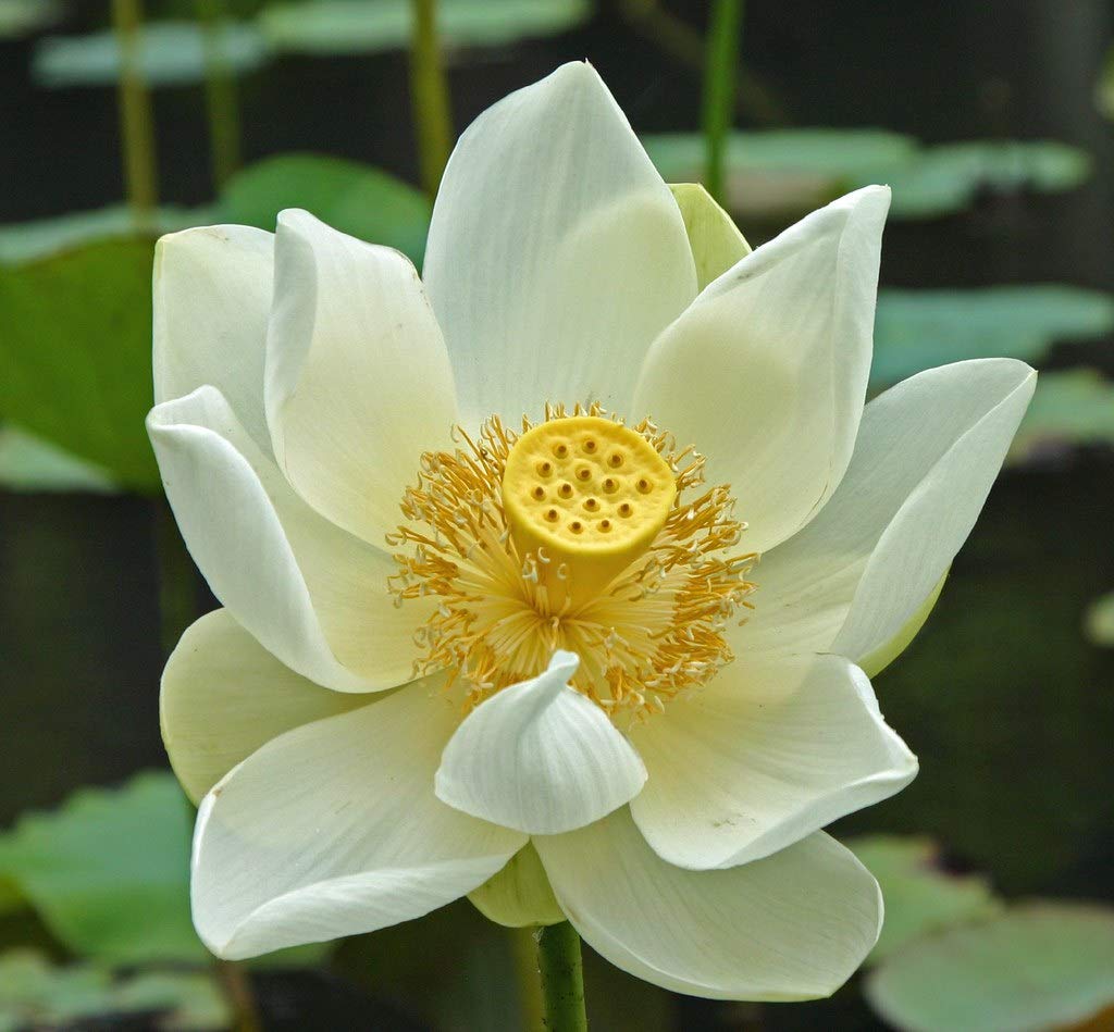 Coconut Milk Lotus Tuber