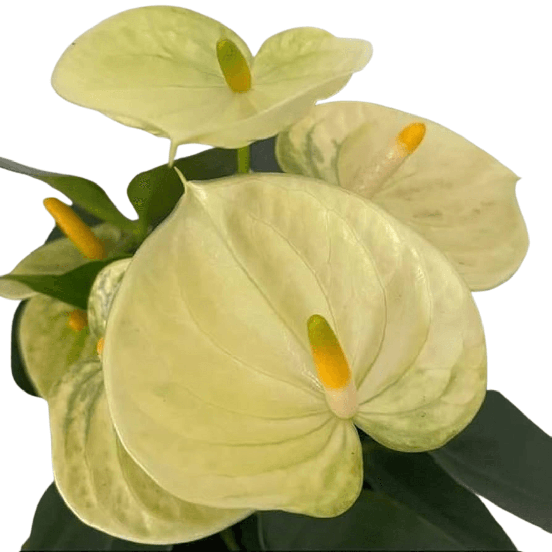Anthurium Plants (with minimum 2 flowers) - plant store®
