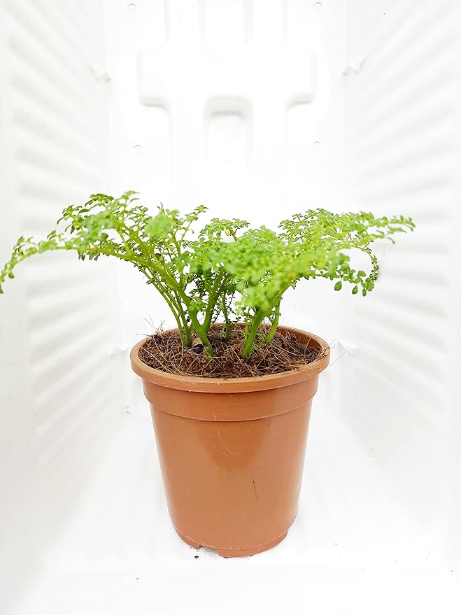 Pilea Microphylla - plant store®
