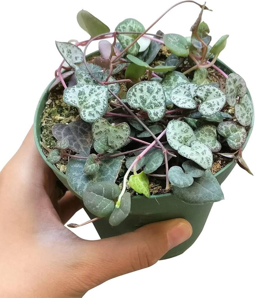 String Symphony : Combo of 5 Plants Bare Rooted