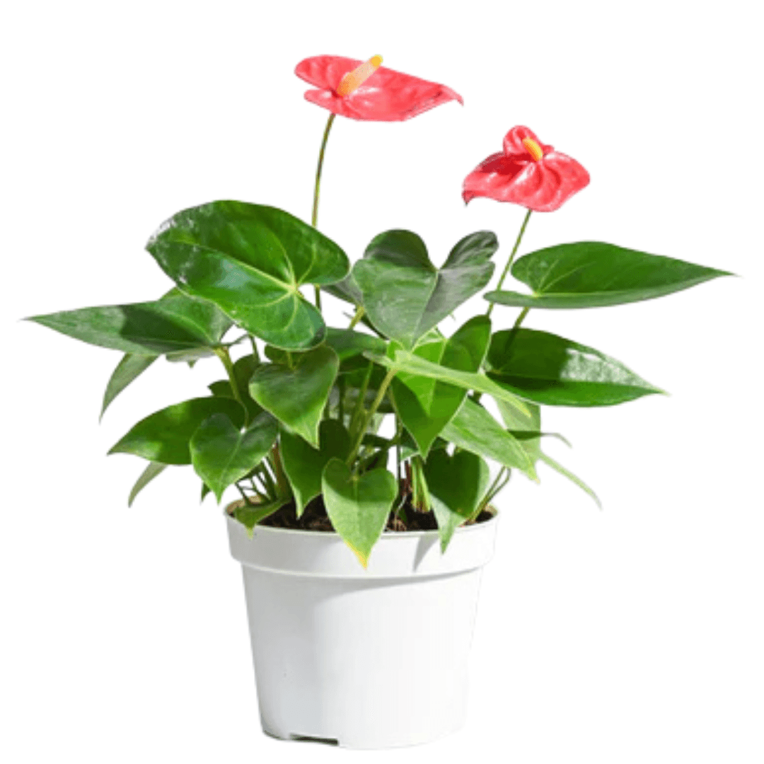 Anthurium Plants (with minimum 2 flowers) - plant store®
