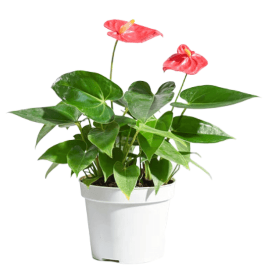 Anthurium Plants (with minimum 2 flowers) - plant store®