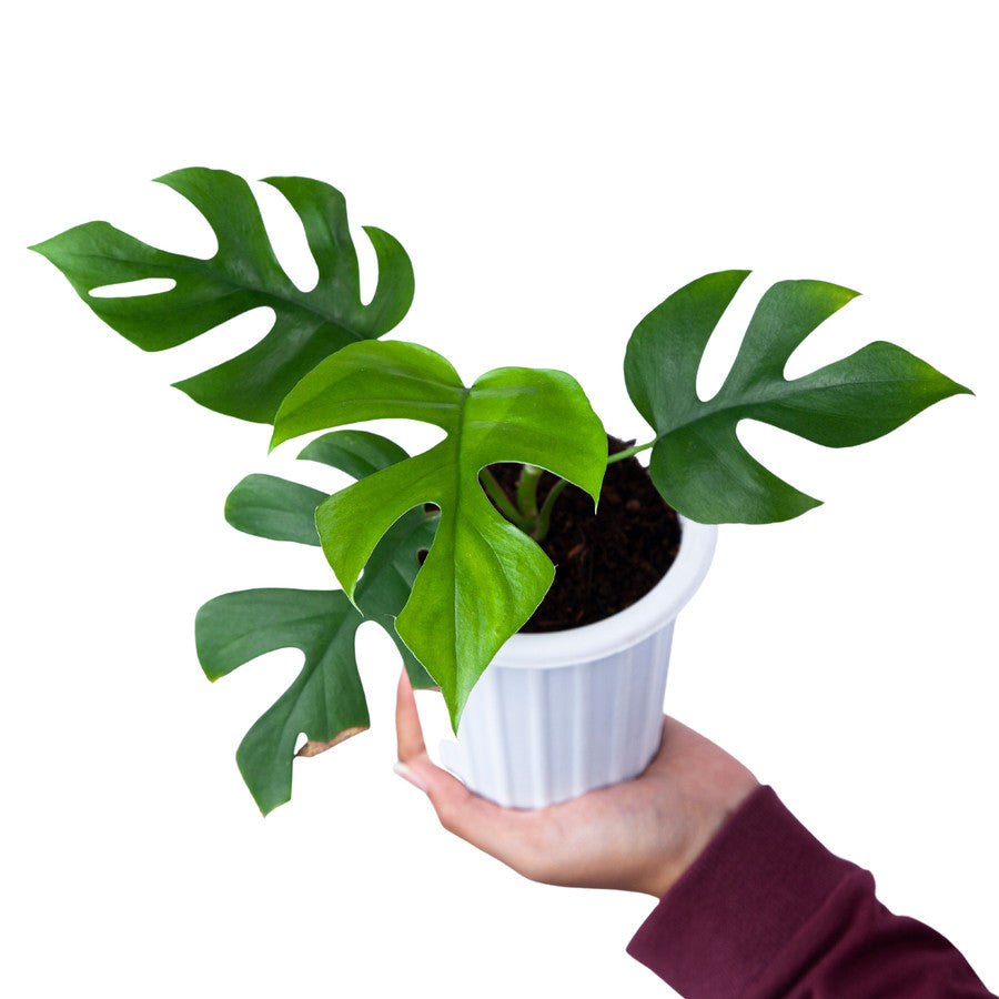 Monstera Minima (Rhaphidophora Tetrasperma) - plant store®