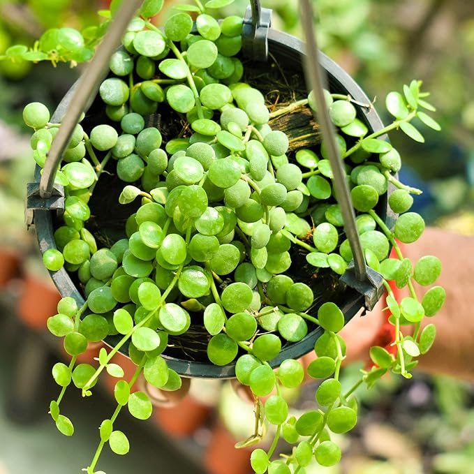 String Symphony : Combo of 5 Plants Bare Rooted